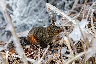 前网之易负责人转发考迪克黑白遗像“悼念”